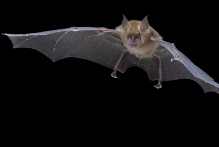 Bat and Cricket Echolocation Calls: asset-mezzanine-16x9