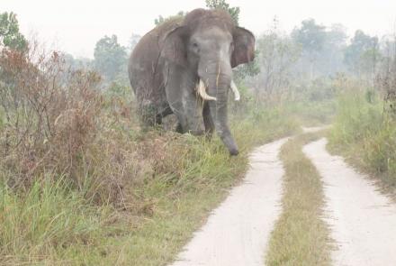 Human and Elephant Conflict in Sumatra: asset-mezzanine-16x9