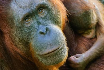 Indah the Orangutan and Her Treatment for Arthritis: asset-mezzanine-16x9