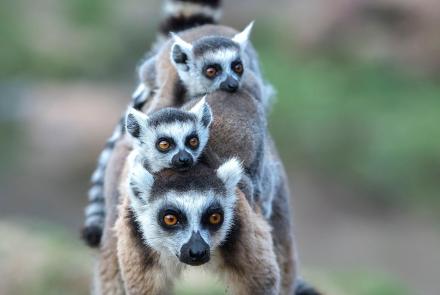 Ring-Tailed Lemurs Battle Tough Terrain Searching for Food: asset-mezzanine-16x9