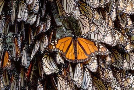 Day of the Dead and Monarch Butterflies: asset-mezzanine-16x9