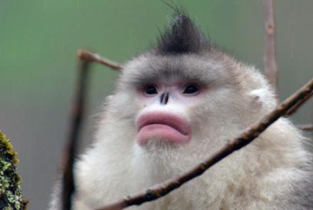 Snub-nosed Monkeys Use Family to Stay Warm: asset-mezzanine-16x9
