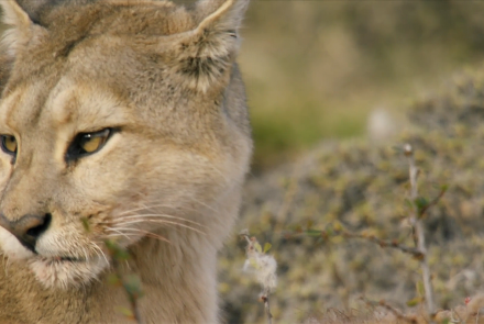 Female Puma Snubs Male: asset-mezzanine-16x9