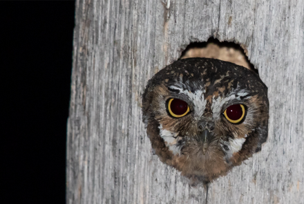 Meet the World's Smallest Owl: asset-mezzanine-16x9