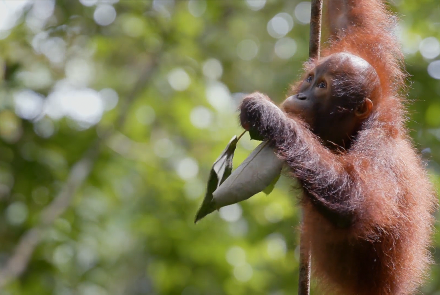 Orangutan Orphans Learn to Climb: asset-mezzanine-16x9