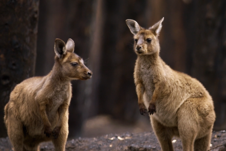Two Orphan Joeys Welcomed Into New Home: asset-mezzanine-16x9