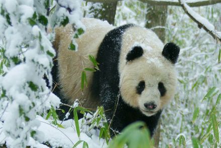 Rare Glimpse of Wild Panda In Heat: asset-mezzanine-16x9