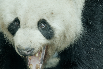 Wild Panda Courtship Filmed for First Time: asset-mezzanine-16x9