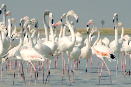 Flamingos Feed After the Rains: asset-mezzanine-16x9