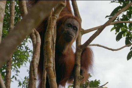 Orangutan Mom Helps Baby Swing Through Tree Tops: asset-mezzanine-16x9