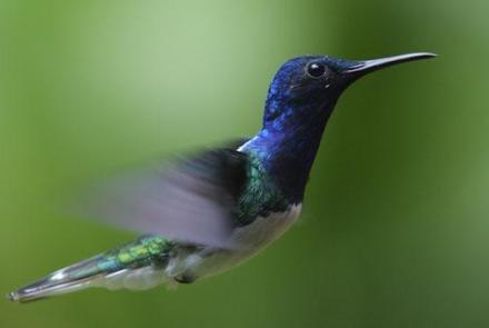 Hummingbirds: Magic in the Air - Preview: asset-mezzanine-16x9