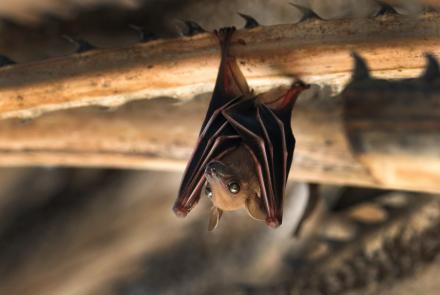 With bats under growing threat, humans to face consequences: asset-mezzanine-16x9