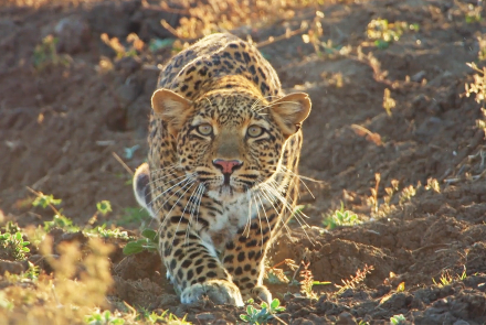 Leopard Hunts Baboon in Broad Daylight: asset-mezzanine-16x9