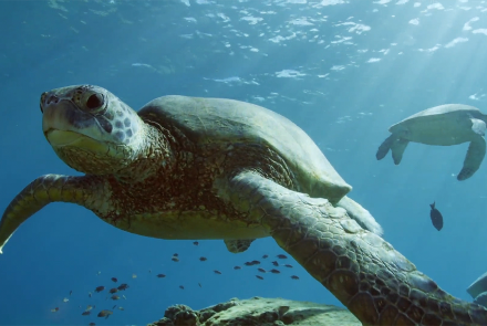 What Makes Hawaii's Green Sea Turtles Unique?: asset-mezzanine-16x9