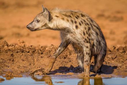 A Spotted Hyena Arrives: asset-mezzanine-16x9