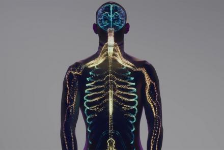 The Human Body's Nervous System: asset-mezzanine-16x9