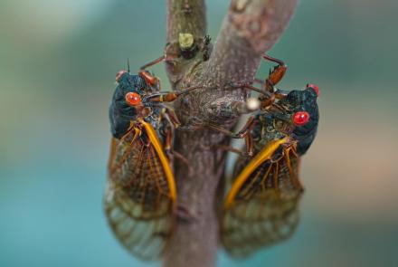 Cicada season: What to expect from the coming brood: asset-mezzanine-16x9