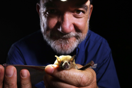 How Glowing Poop Helps Bat Conservation: asset-mezzanine-16x9
