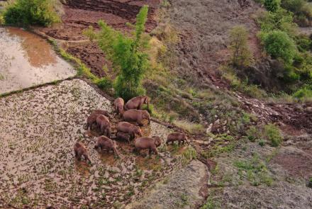 Endangered elephant herd takes mysterious trek in China: asset-mezzanine-16x9