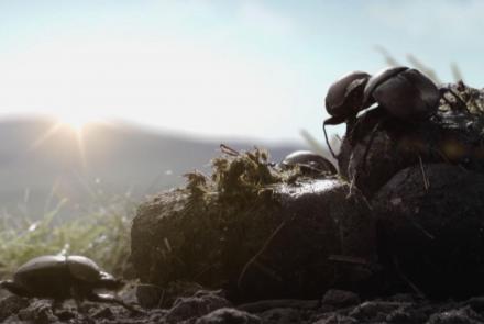 Dung Beetles on a Spinning Planet: asset-mezzanine-16x9