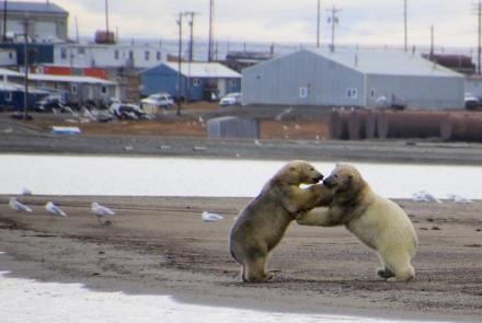 Polar Bears and Humans Are Dangerous Neighbors: asset-mezzanine-16x9