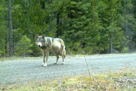 Idaho ranchers torn over livestock harm from gray wolves: asset-mezzanine-16x9