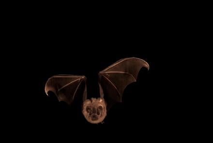 Unique Adaptations may Explain Bats' Resistance to Viruses: asset-mezzanine-16x9