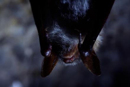 Why are Bats Tolerant of the Diseases They Carry?: asset-mezzanine-16x9