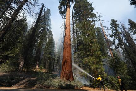 Climate change may kill California's giant sequoias: asset-mezzanine-16x9