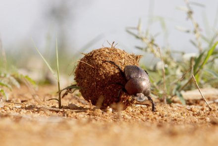 Tiny Dung Beetle Ping-Pongs Up Termite Mound: asset-mezzanine-16x9