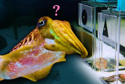 Can this Cuttlefish Pass an Intelligence Test?: asset-mezzanine-16x9