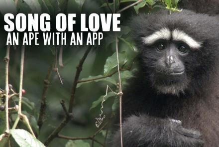 A Song for Love: An Ape with an App: asset-mezzanine-16x9