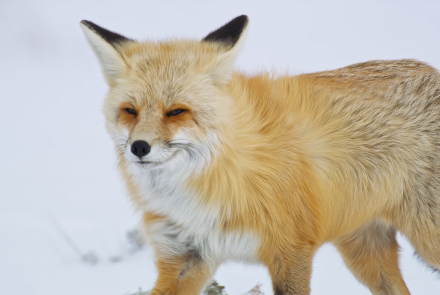 Fox Hunts Prey Deep Under Snow: asset-mezzanine-16x9