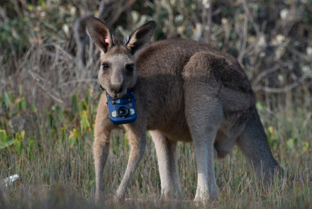 Preview of Animals with Cameras: Australia: asset-mezzanine-16x9