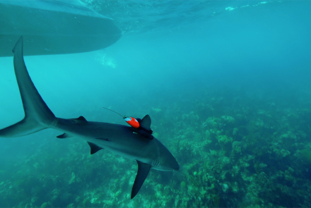 Shark Cams Capture Rare Footage: asset-mezzanine-16x9