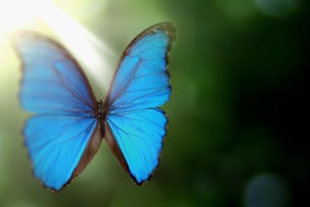How the Morpho Butterfly Gets its Iridescent Color: asset-mezzanine-16x9