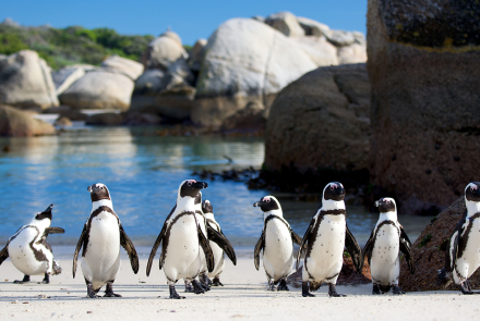 African Penguins Commute Home in Rush Hour: asset-mezzanine-16x9