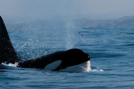 How Orcas Hunt Dolphins: asset-mezzanine-16x9