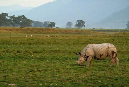 Can Poop Help Protect Rhinos from Poachers?: asset-mezzanine-16x9