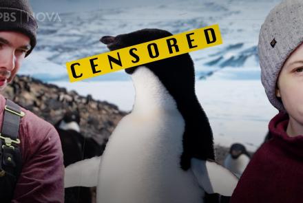 Antarctica’s Penguins Taught Us Surprising Life Lessons: asset-mezzanine-16x9
