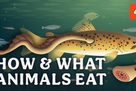 How & What Animals Eat: asset-mezzanine-16x9