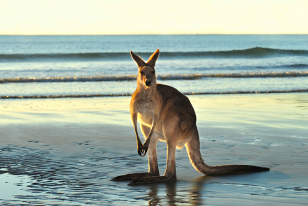 Australia | Animals with Cameras: asset-mezzanine-16x9