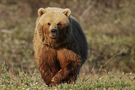 Grizzly Bear Hunts Caribou Herd: asset-mezzanine-16x9