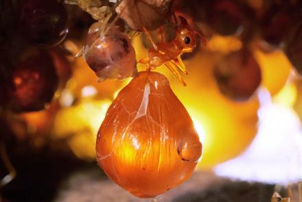 Honeypot Ants Turn Their Biggest Sisters Into Jugs of Nectar: asset-mezzanine-16x9
