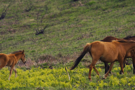 Meet Portugal's 20,000-Year-Old Wild Horses: asset-mezzanine-16x9