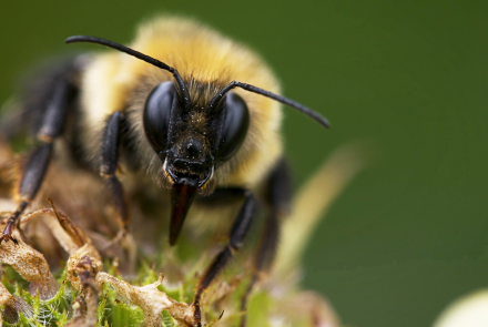 The Power of Pollinators: asset-mezzanine-16x9
