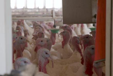 A highly contagious strain of bird flu plagues U.S. farmers: asset-mezzanine-16x9