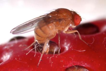 This Freaky Fruit Fly Lays Eggs in Your Strawberries: asset-mezzanine-16x9