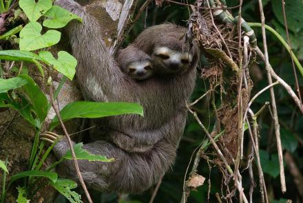 A Mother Brown-Throated Sloth and Her Baby: asset-mezzanine-16x9