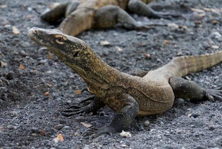Why large numbers of reptile species are facing extinction: asset-mezzanine-16x9